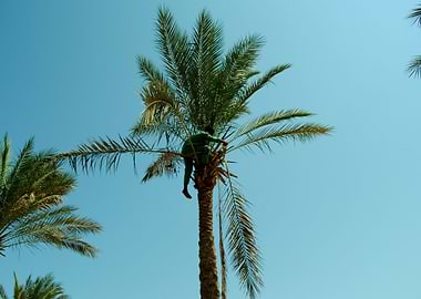 Greeny man on a palm tree