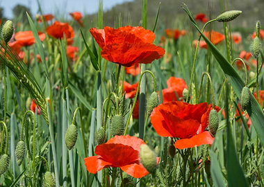 Red Poppies