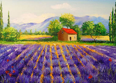 Lavender field