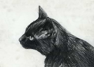 black cat