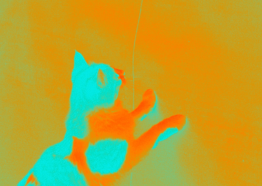 Psychedelic Cat