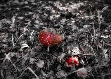 Nuclear Mushrooms