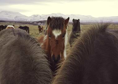 Icelandic horses