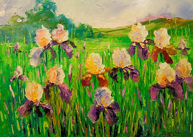 Irises in the field