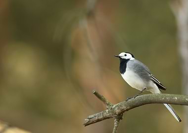 White wagtail