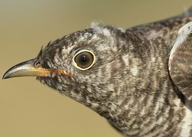 Common cuckoo