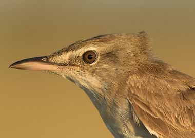 Great reed warbler