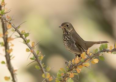 Swainsons thrush