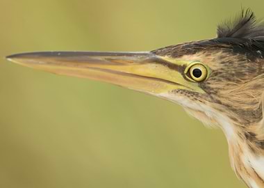 Little bittern