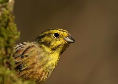 Yellowhammer