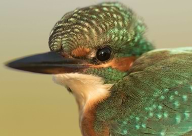Common kingfisher