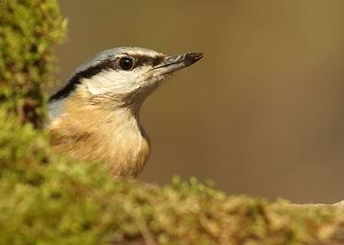 Eurasian nuthatch