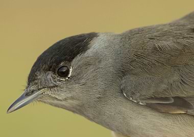 Beautiful Eurasian blackca