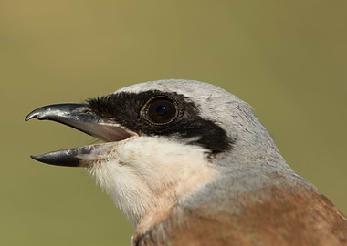 Red backed shrike