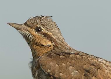 Eurasian wryneck