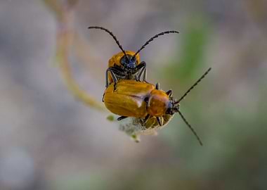 Beetles on a flower