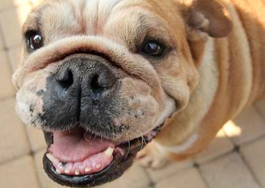 English Bulldog smiling