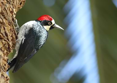 Acorn woodpecker