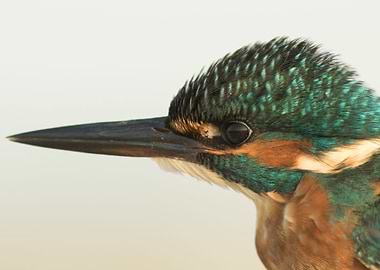 Common kingfisher