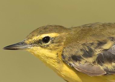 Western yellow wagtail