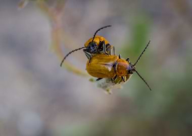 Beetles on a flower