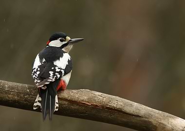 Great spotted woodpecker