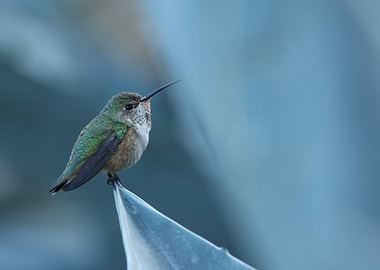 Annas hummingbird