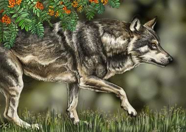 Wolf slipping under sorb