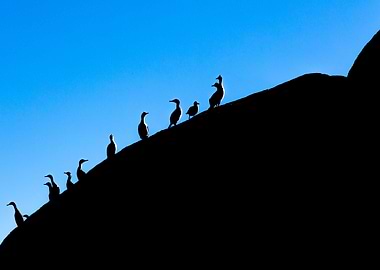 Cormoranes