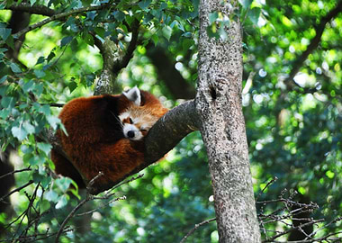 Red panda