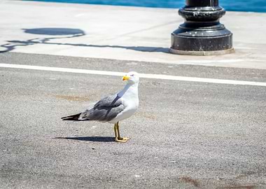 Houcima beach in summer