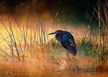 Goliath heron with sunrise