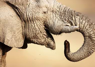 Muddy Elephant portrait