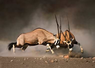 Gemsbok fight