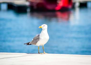Houcima beach in summer