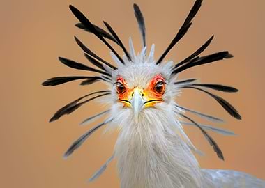 Secretary bird portrait