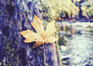 maple leaf in the wood