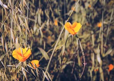 poppy flower field