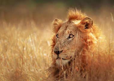 Lion in grassland