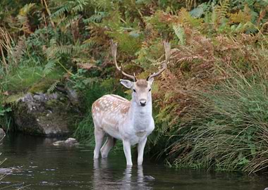 Deer in a river