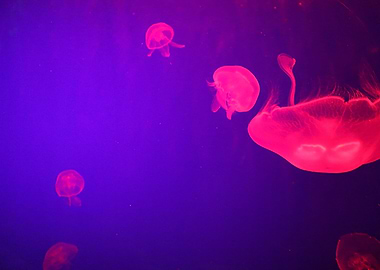 Jellyfish