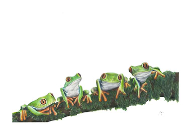 Australian Red Eyed Frogs