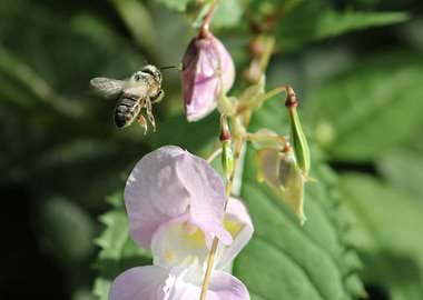 Pollination