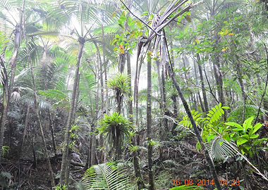 The Cloud Forest