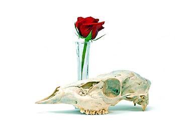 Skull and Rose