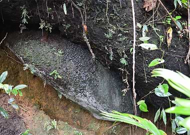 Tree Feeding Moss on Rock