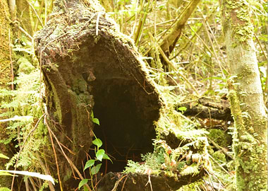 Rotting Tree Mouth