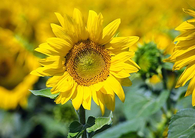 sunflower in summer