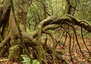 Swamp High Altitude Forest