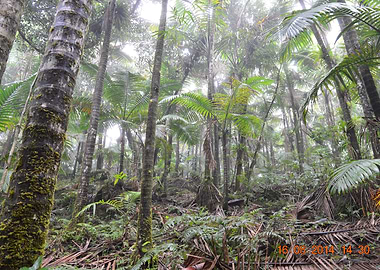 The Cloud Forest